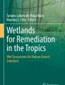 wetland research papers pdf